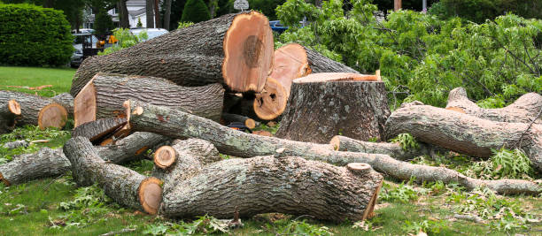 Professional Tree Removal Services in Baxter Estates, NY